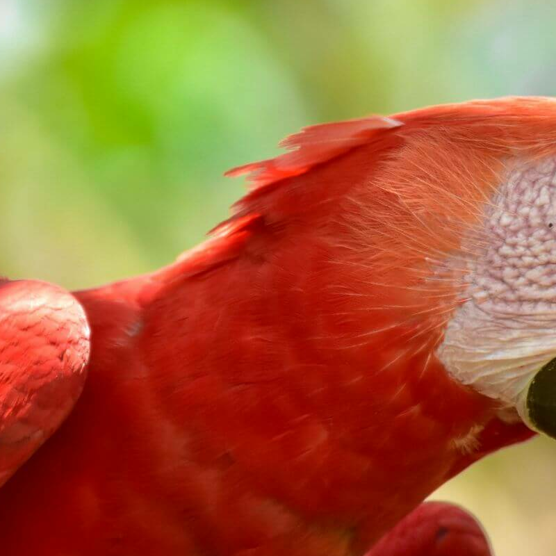 La Selva