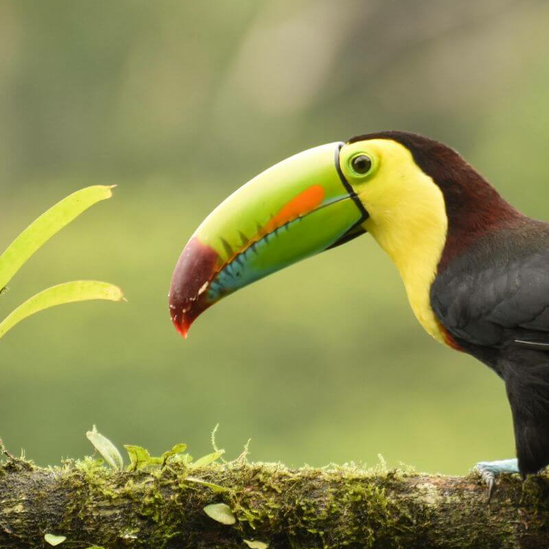 La Selva