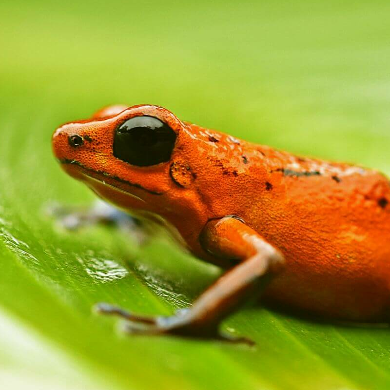 La Selva