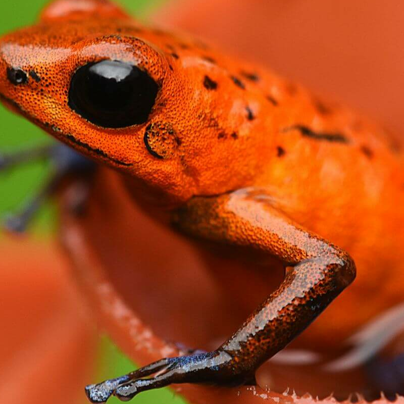 La Selva