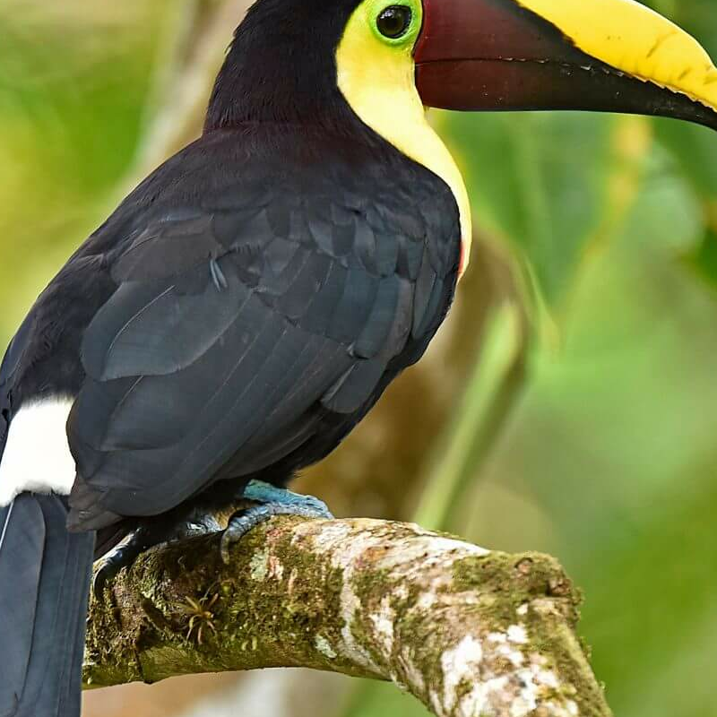 La Selva