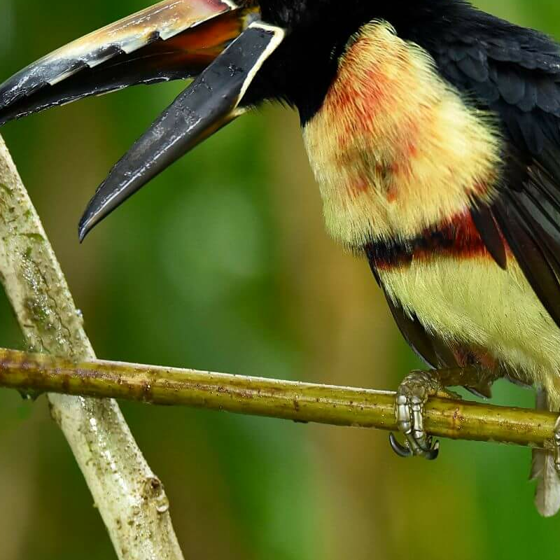 La Selva