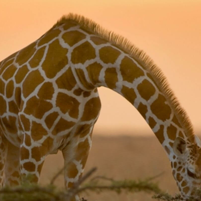 Laikipia