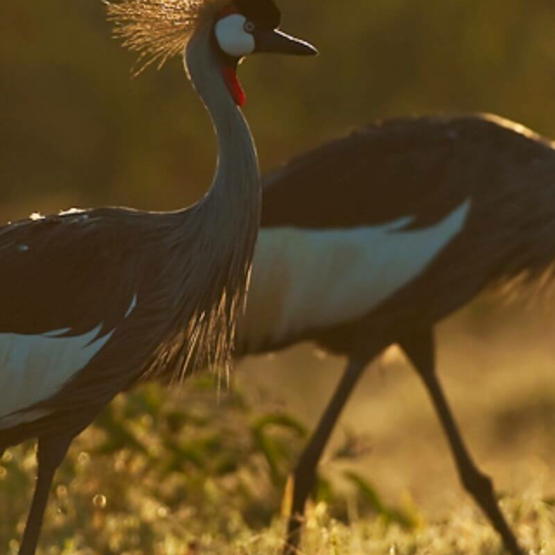 Laikipia