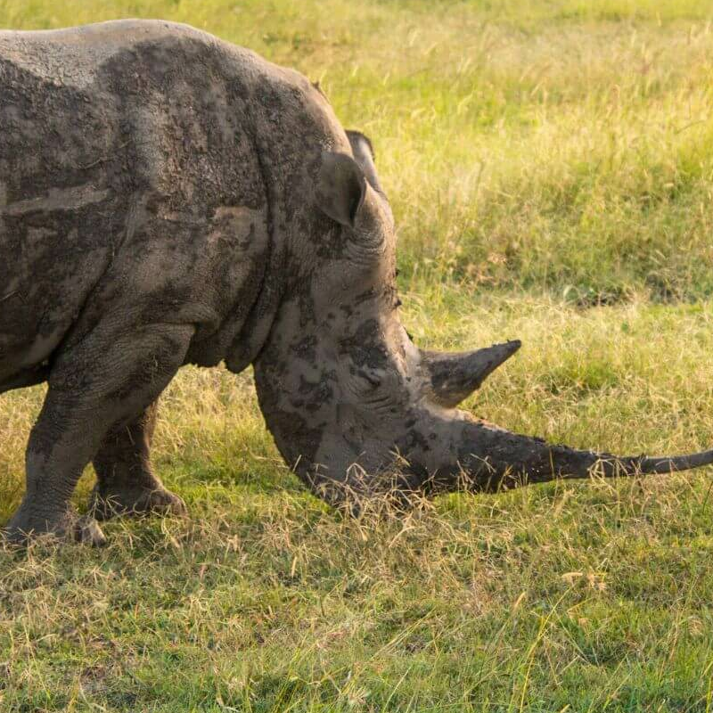 Laikipia