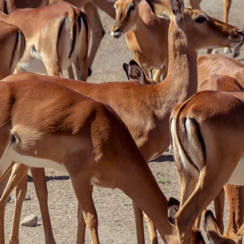 Laikipia