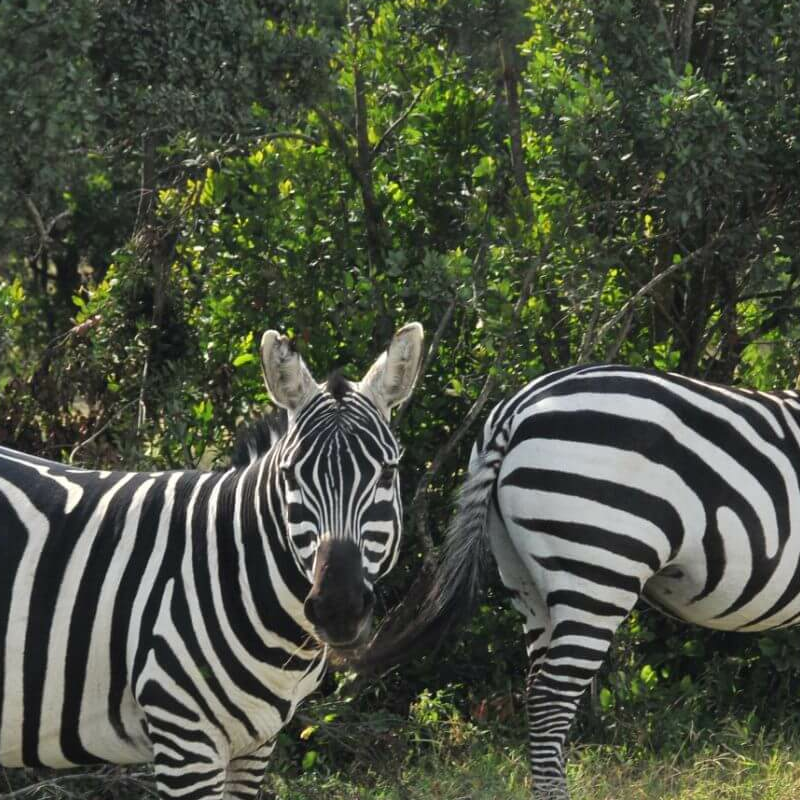 Laikipia