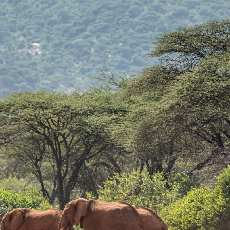 Laikipia