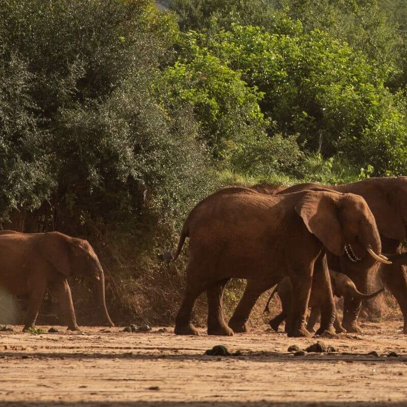 Laikipia