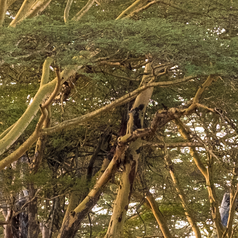 Laikipia