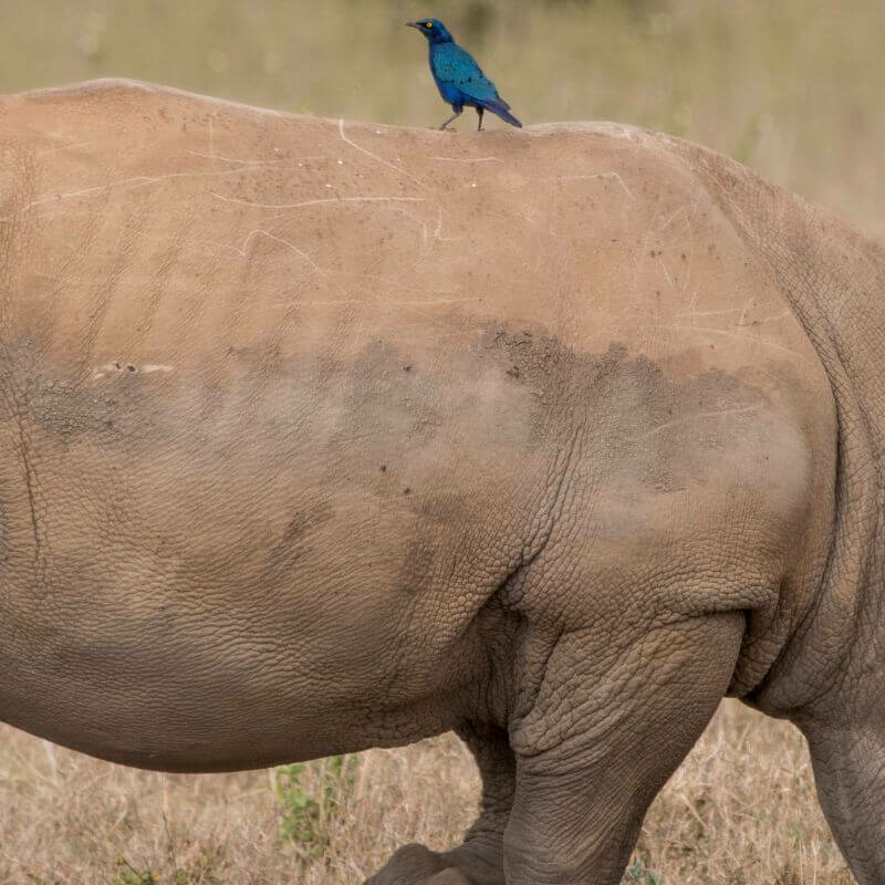 Laikipia