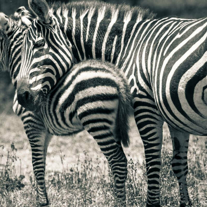 Laikipia