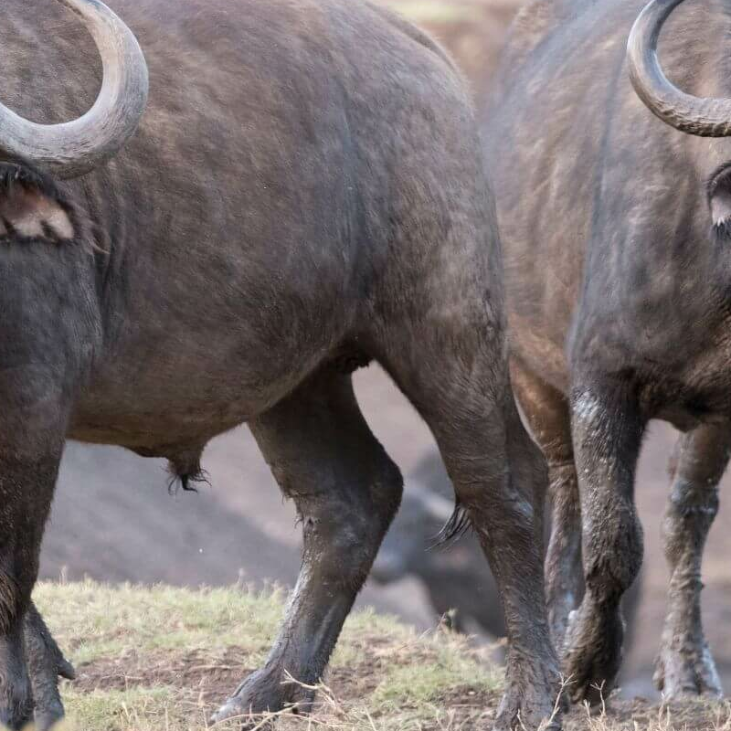 Laikipia