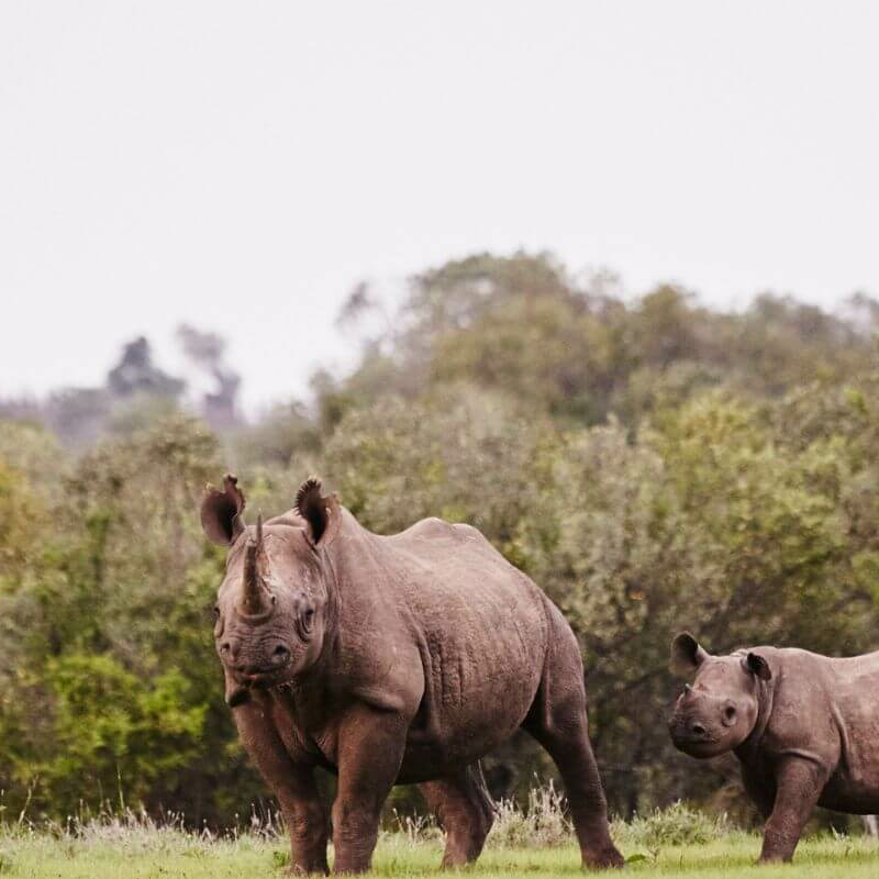Laikipia