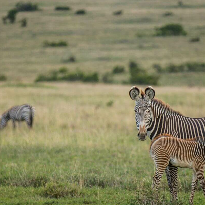 Laikipia