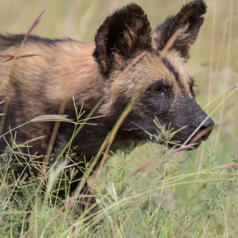 Laikipia