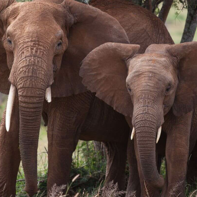 Laikipia