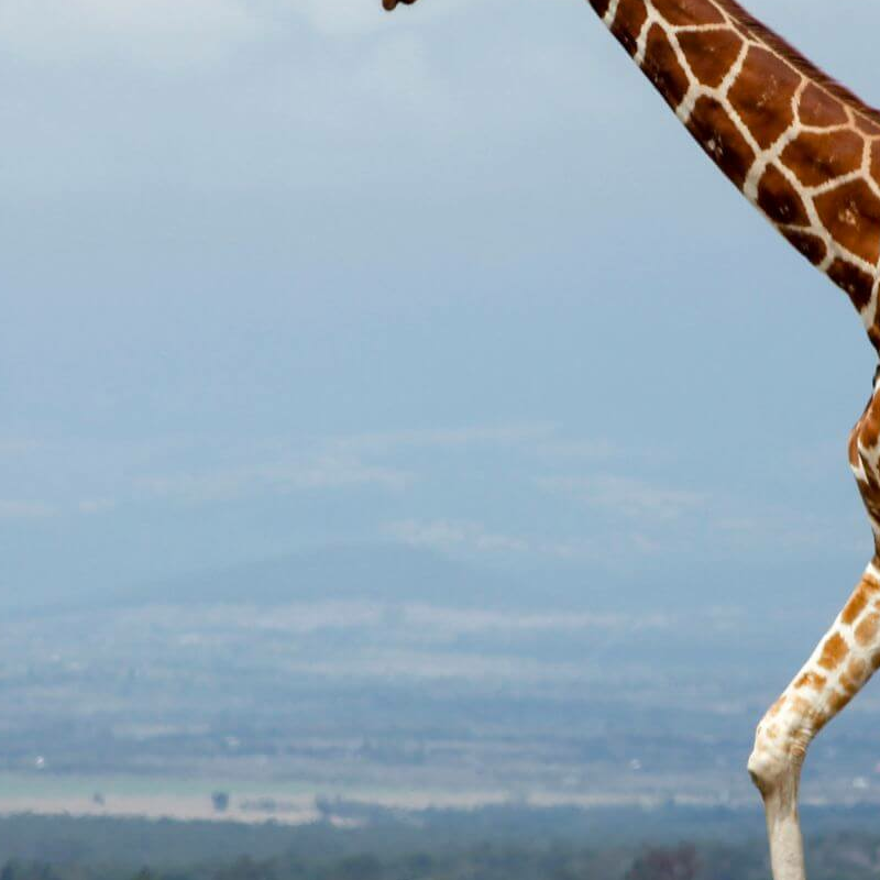 Laikipia