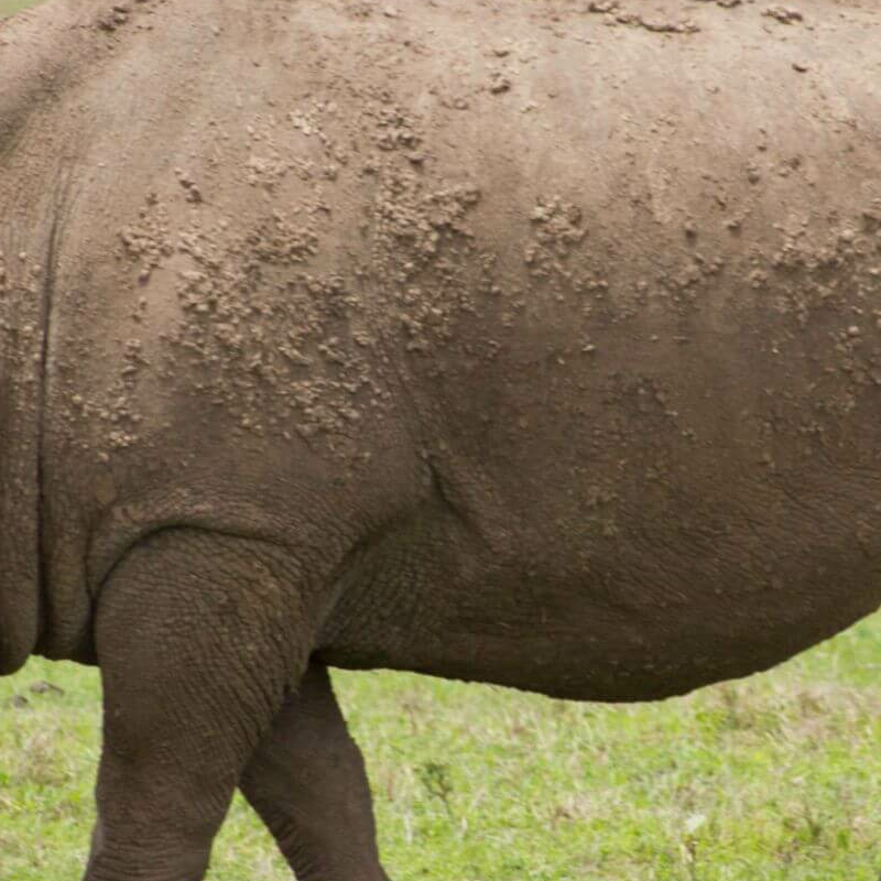 Laikipia
