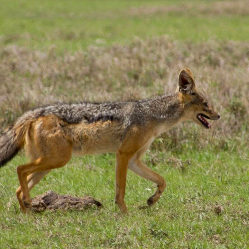 Laikipia