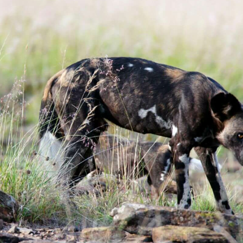 Laikipia