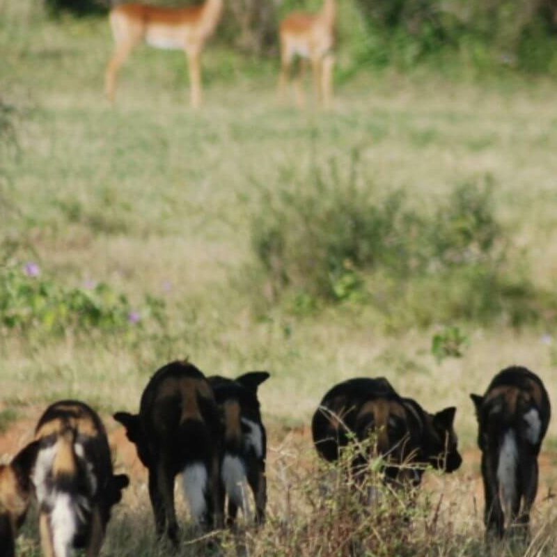 Laikipia