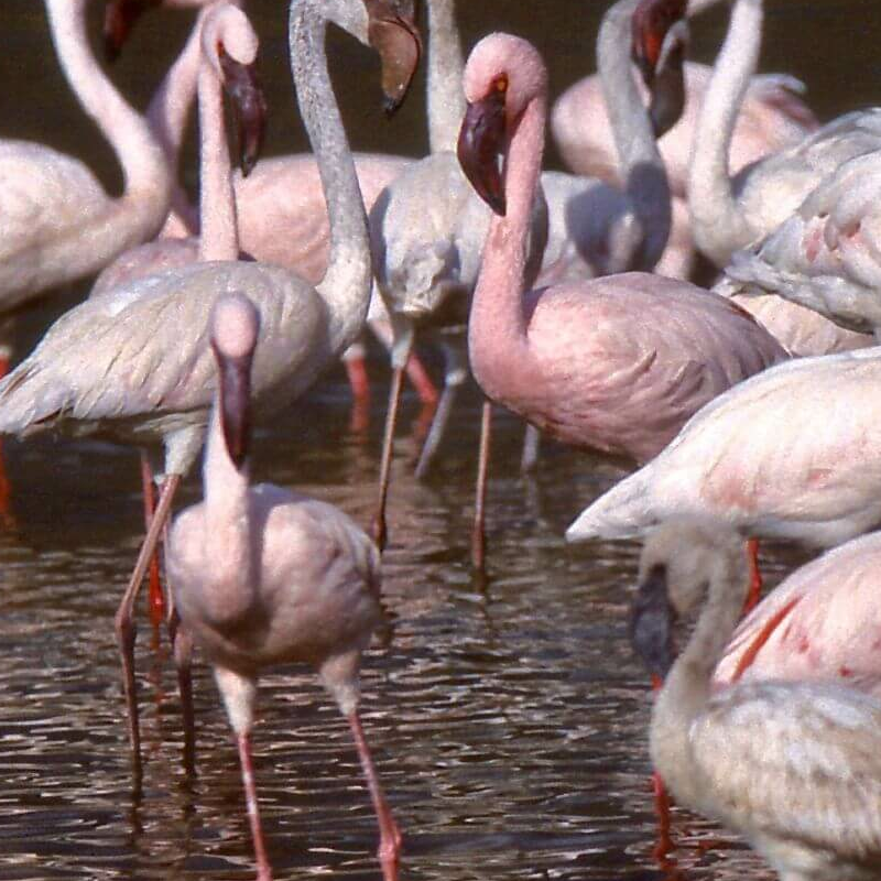 Lake Baringo