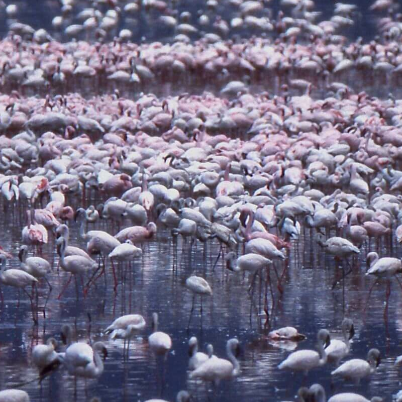 Lake Baringo
