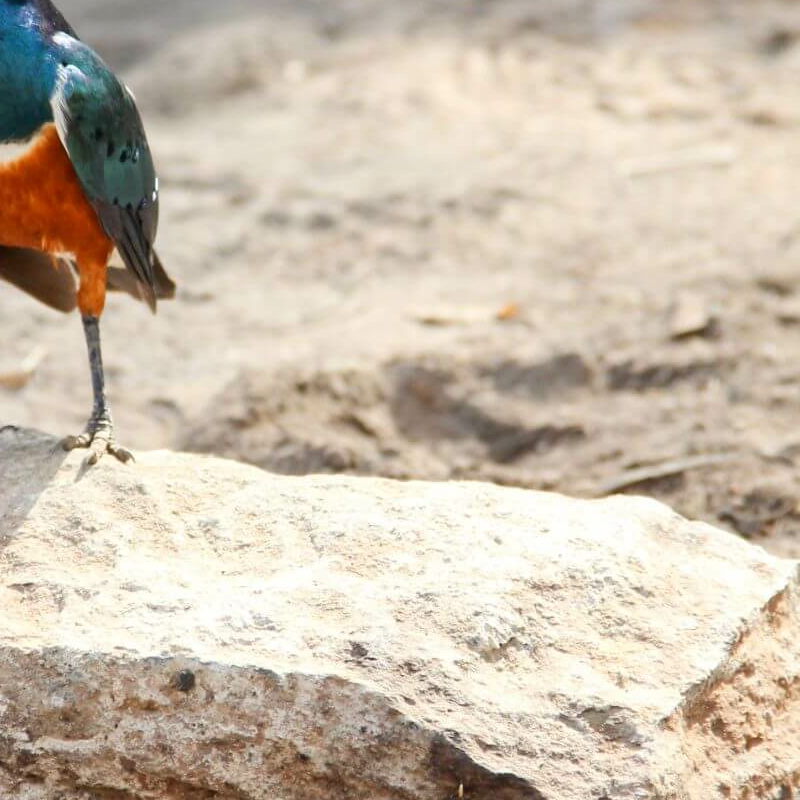 Lake Baringo