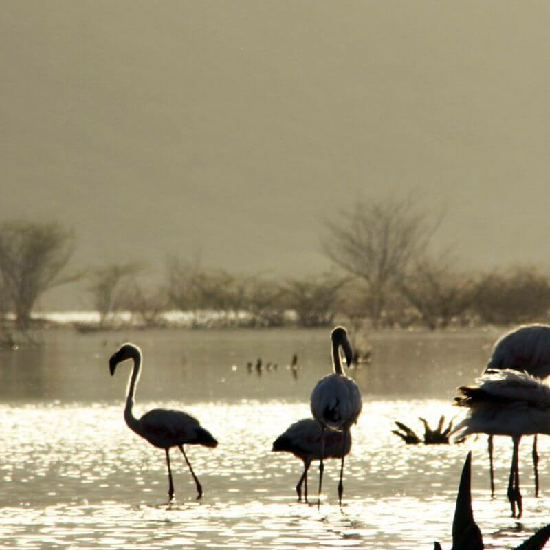Lake Baringo