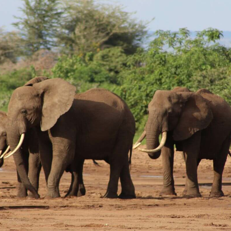 Lake Manyara Nationalpark