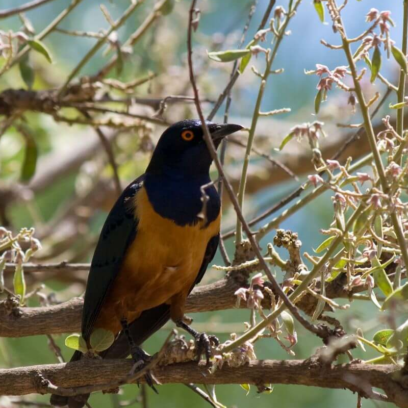 Lake Manyara Nationalpark