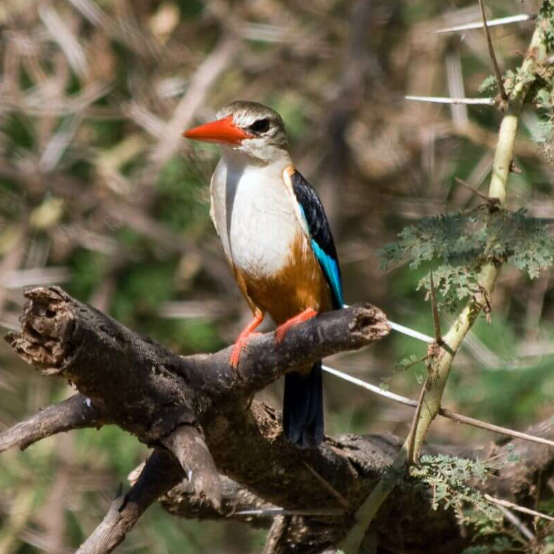 Lake Manyara Nationalpark