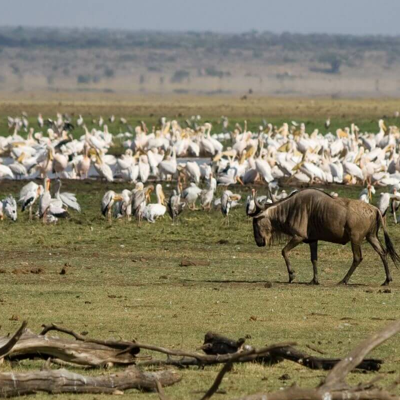 Lake Manyara Nationalpark