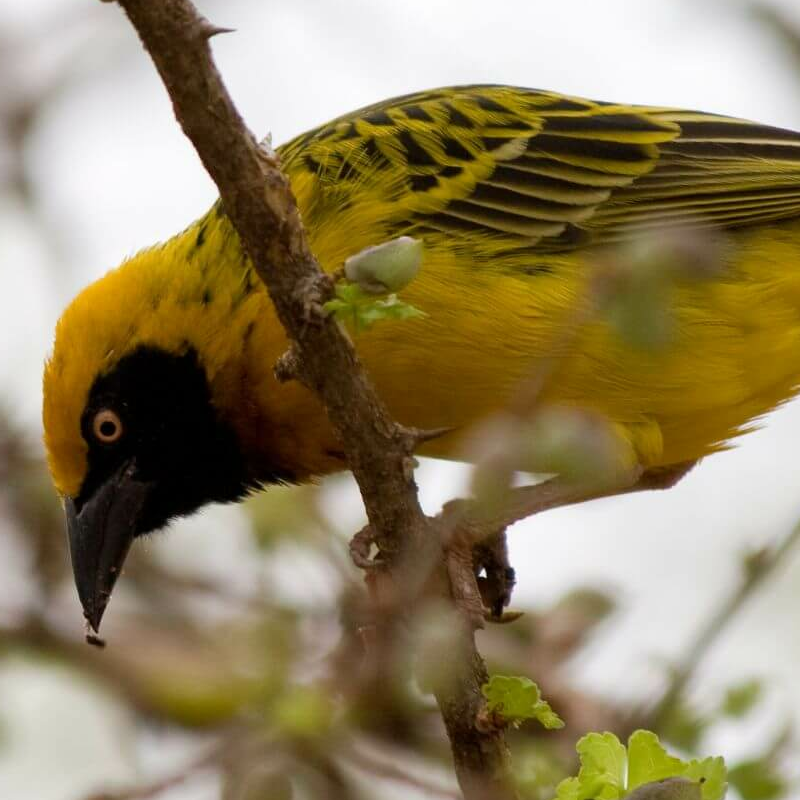 Lake Manyara Nationalpark
