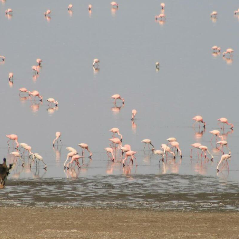 Lake Manyara Nationalpark
