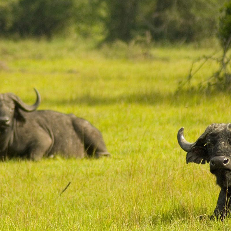 Lake Mburo Nationalpark