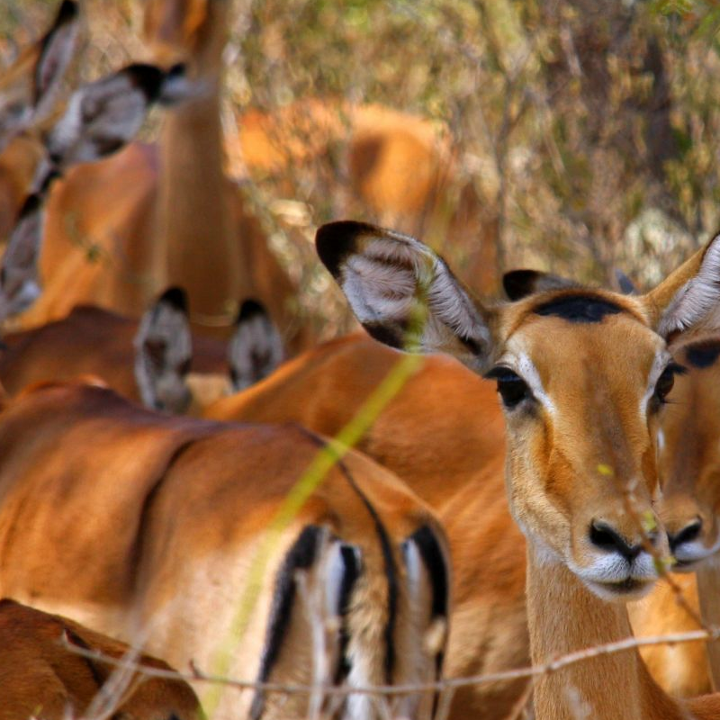 Lake Mburo Nationalpark
