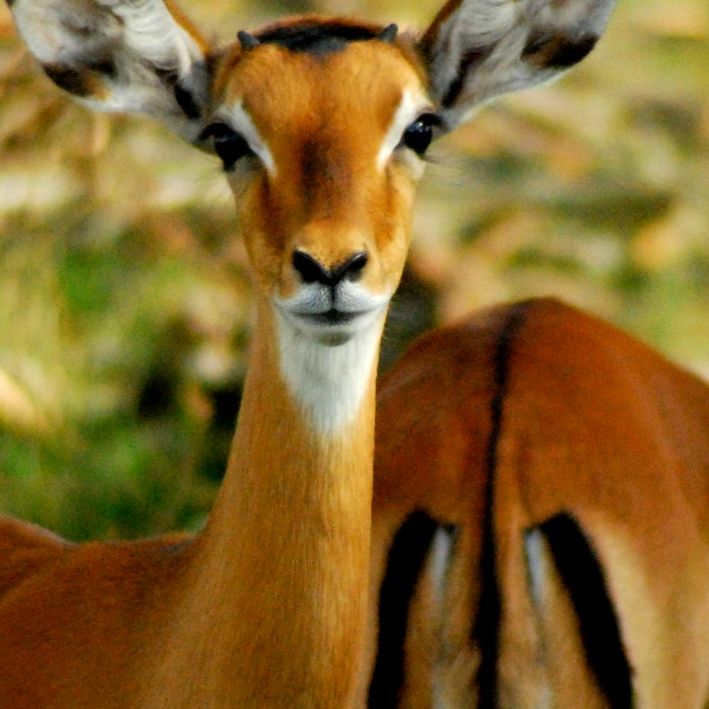 Lake Mburo Nationalpark
