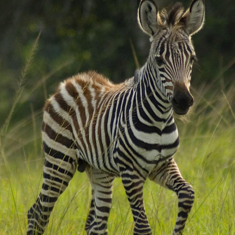 Lake Mburo Nationalpark