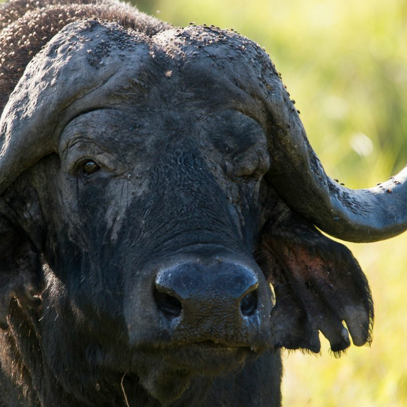 Lake Mburo Nationalpark