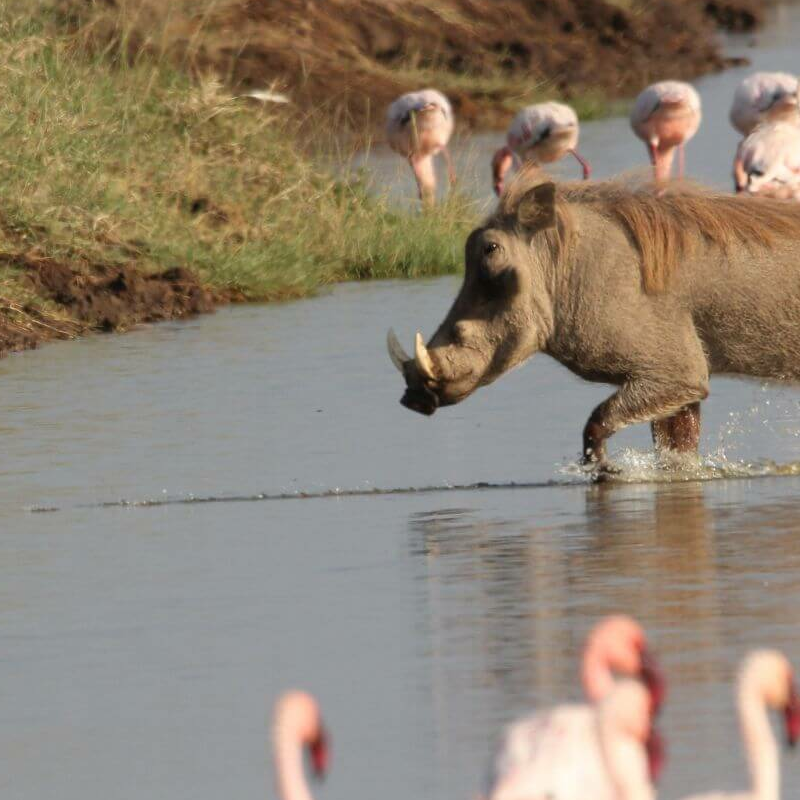 Lake Nakuru