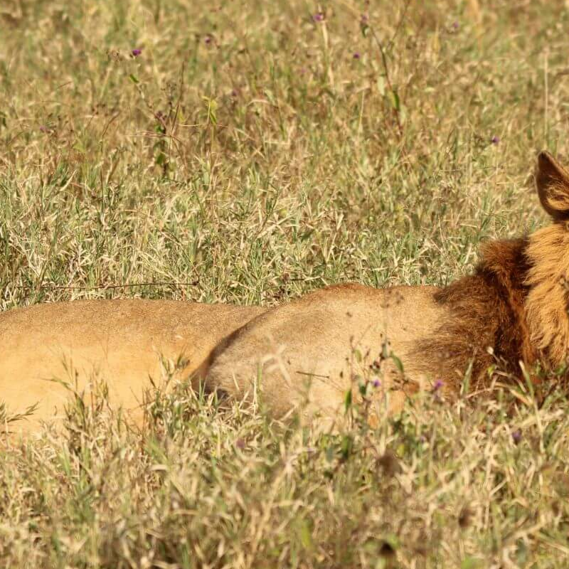 Lake Nakuru