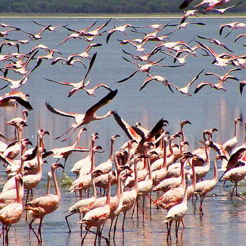 Lake Nakuru