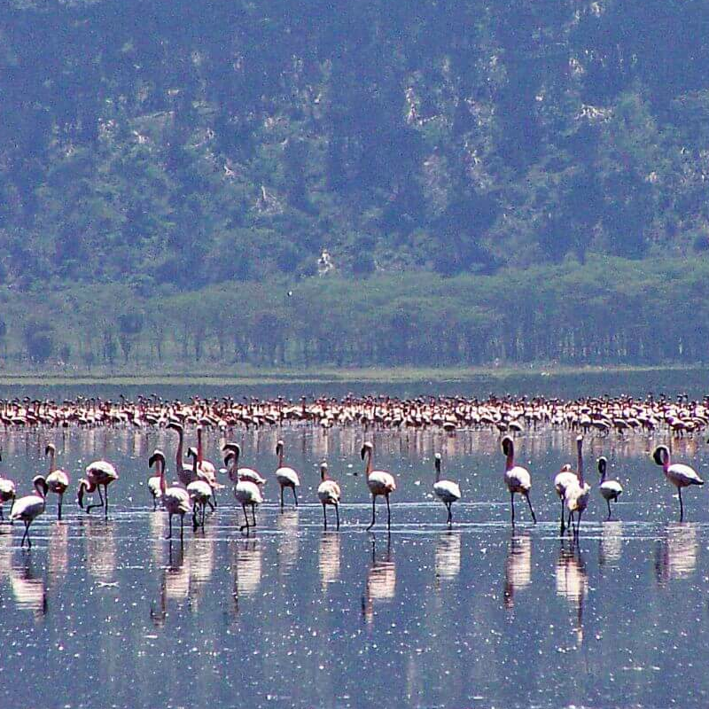 Lake Nakuru