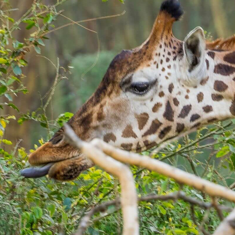 Lake Nakuru