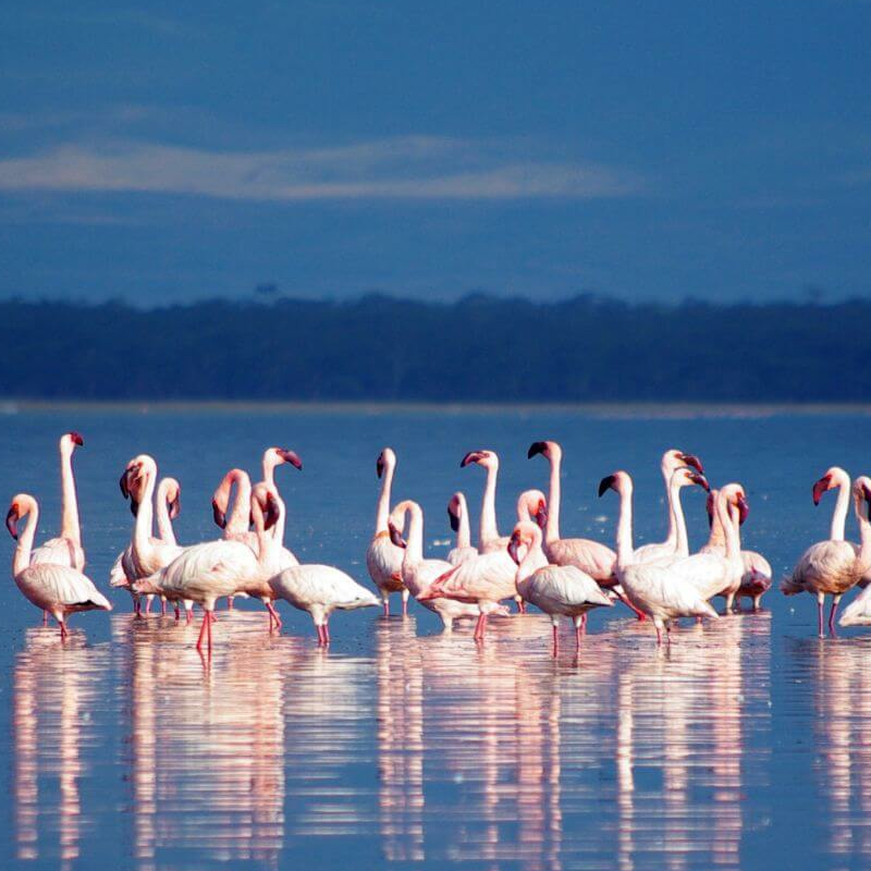 Lake Nakuru