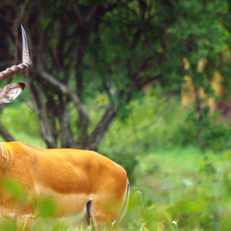 Lake Nakuru