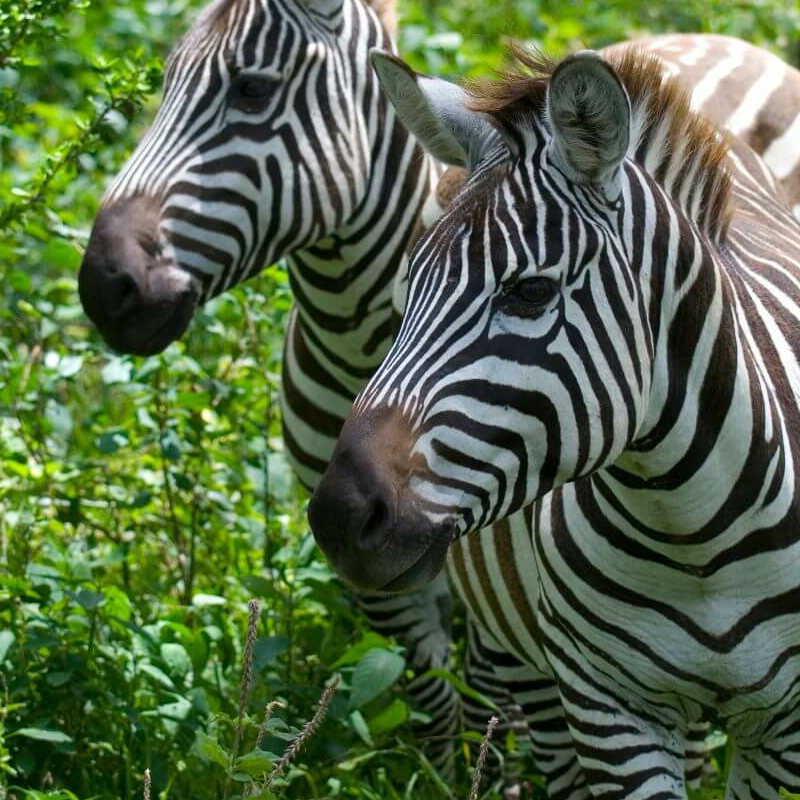 Lake Nakuru