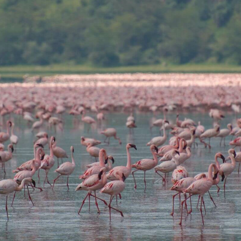 Lake Nakuru